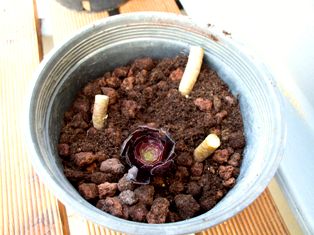 dikim sonrası